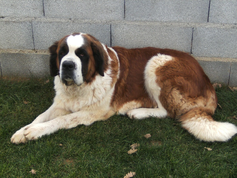 Versailles des Côteaux Lauragais