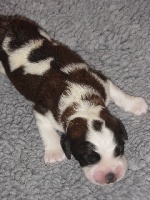 CHIOT